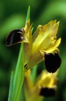 Hermodactylus tuberosus syn tuberosa - Widow iris