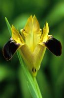 Hermodactylus tuberosus syn tuberosa - Widow iris