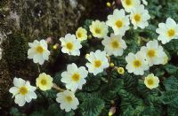 Primula 'Lady Greer' - Polyanthus Group
