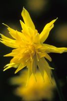 Narcissus 'Rip van Winkle' syn minor subsp pumilus 'Plenus'
