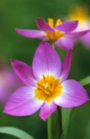 Tulipa saxatilis 'bakeri group' syn. T.bakeri
