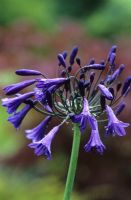 Agapanthus 'Purple Cloud' - African blue lily
