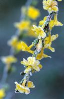 Jasminum nudiflorum in frost - Winter jasmin