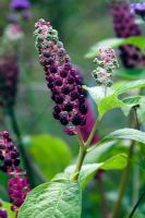 Phytolacca americana - berries in August