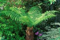 Dicksonia antarctica - Tree fern in border