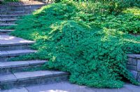 Juniperus procumbens 'Nana' in border and creeping over steps