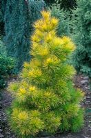 Pinus radiata 'Aurea Group' - Monterey pine with yellow foliage in border
