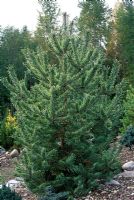 Pinus sylvestris 'Inverleith' - Scots pine