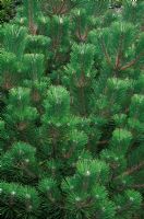 Pinus thunbergii 'Thunderhead' - Close up of green foliage
