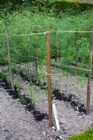 Asparagus receiving seaweed top dress after cutting has finished - Gijnlim variety 