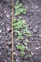 Row of radish seedlings - Result of child's first sowing