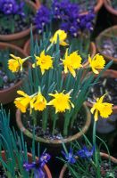 Narcissus hispanicus in pot, surrounded by other pots