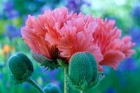 Papaver orientale 'Garden Glory' - Oriental poppy 