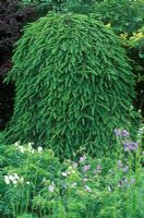 Picea abies 'Frohburg' - Domed spruce in border