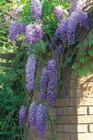 Wisteria sinensis - Chinese wisteria climbing on wall