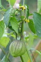 Fruits and flowers of Tomatillo
