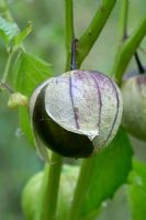 Fruits of purple variety of Tomatillo 