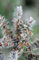 Phacelia seedheads grown to attract wild birds to the garden