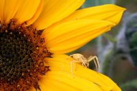 Yellow spider on sunflower