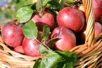 Freshly harvetsed Apples 'Spartan' in a basket with yeasty bloom still on skin 