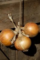 Stringing onions