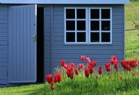 Garden house with Tulipa 'Mariette'