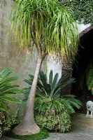 Nolina recurvata - Elephant Foot Tree. Monte Palace Garden, Madeira