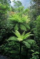 Cyathea medullaris - South Island, New Zealand