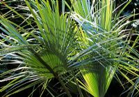 Brahea armata - Blue hesper palm