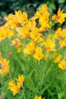 Alstroemeria ligtu hybrids - Inca Lilies 
