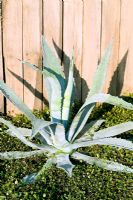 Agave in Love, Life and Regeneration Garden 
