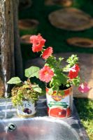 Petunia in food can container. Garden to convert a couch potato