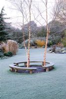 Curved bench seats around three birch trees - Betula nigra 'Heritage' on a frosty morning. 