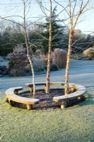 Curved bench seats around three birch trees - Betula nigra 'Heritage' on a frosty winter's morning. 