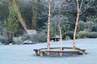 Curved bench seats around three birch trees - Betula nigra 'Heritage' on a frosty morning in John Massey's garden. 