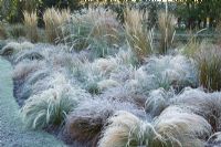 The grasses border in frost. Grasses include Stipa tenuissima, Stipa arundinacea, Carex testacea, Calamagrostis x acutiflora 'Karl Foerster' and Pennisetum alopecuroides 'Hameln'. 