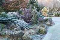Conifers on the rock garden on a frosty winter's morning. 