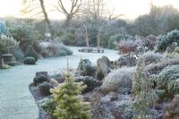Looking over the rock garden in John Massey's garden on a frosty winter's morning. Abies concolor 'Wintergold' in the foreground