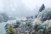 Looking over the rock garden in John Massey's garden on a frosty winter's morning. Abies concolor 'Wintergold' and Stipa tenuissima in the foreground