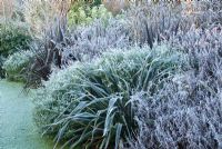 Phormiums and salvias on a frosty winter's morning. 