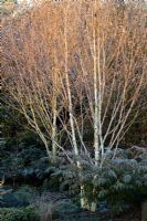 The white bark of Betula utilis var. jacquemontii on a frosty morning in winter. 