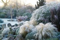 A frosty winter's morning on the rock garden in John Massey's garden. Stipa tenuissima in the foreground. 