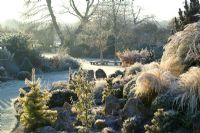 Early sunlight on a frosty winter's morning in John Massey's garden. Conifers and grasses on the rock garden including Stipa tenuissima, Ginkgo biloba and Abies concolor 'Wintergold' in the foreground. 