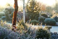 Dawn on a frosty winter's morning in John Massey's garden with the bark of Prunus serrula (Cherry) and Betula utilis var. jacquemontii (Silver birch) in the foreground. Conifers on the rock garden beyond