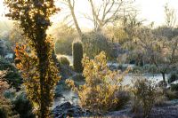 First light of dawn over the frozen pond in John Massey's garden on a frosty winter's morning. Backlit leaves of Fagus sylvatica 'Dawyck' (Beech) in the foreground
