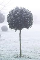 Clipped standard holly ball in fog and frost - Ilex aquifolium 'Siberia'
