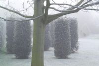 Group of yew pillars on a foggy, frosty morning in John Massey's garden - Taxus baccata