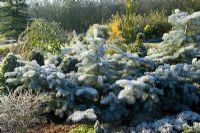 Abies concolor 'Violacea' - Silver fir in winter. Pruned to encourage spreading habit