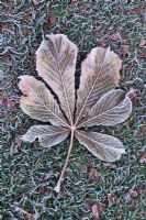Hoar frost on Horse chestnut leaf - Aesculus