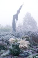 Sequoiadendron giganteum 'Pendulum' on a frosty, foggy morning. Box topiary of bear in the foreground